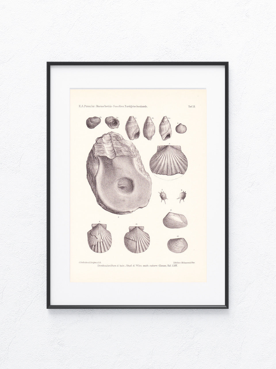 Fossilien 1896