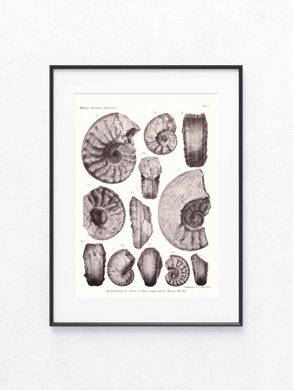 Fossilien 1919