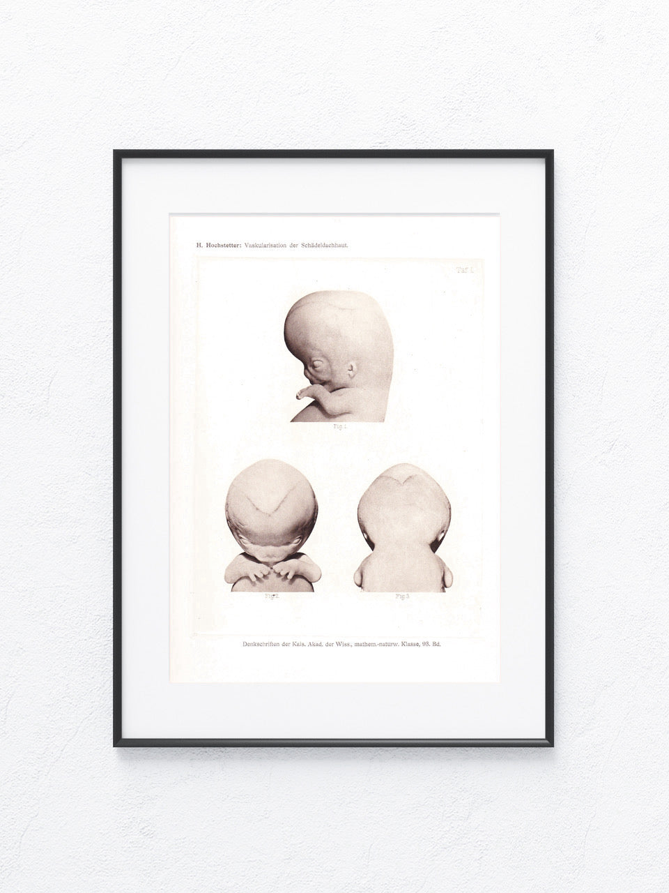 Anatomie 1916
