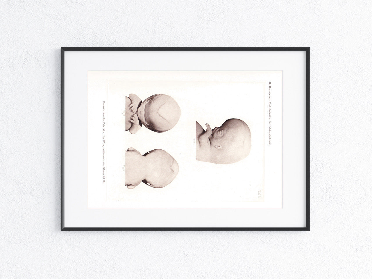 Anatomie 1916