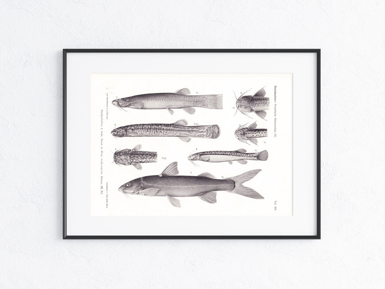 Fische Südamerika 1915