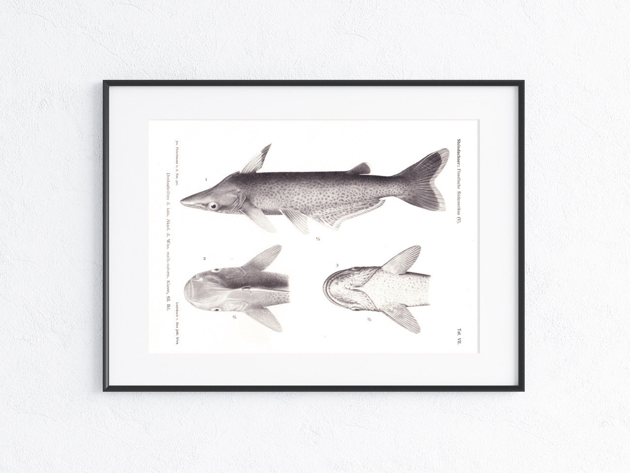 Fische Südamerika 1915