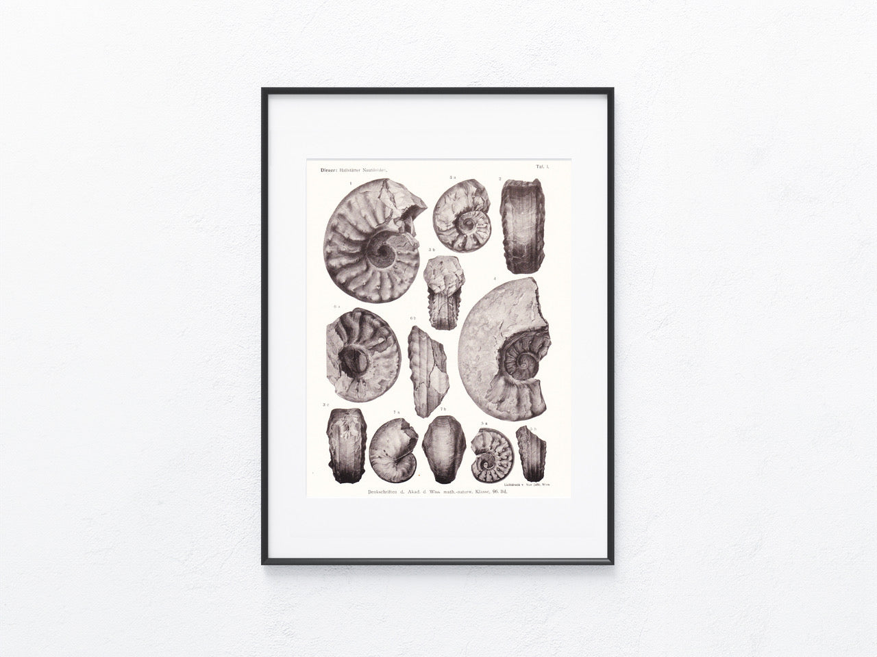 Fossilien 1919
