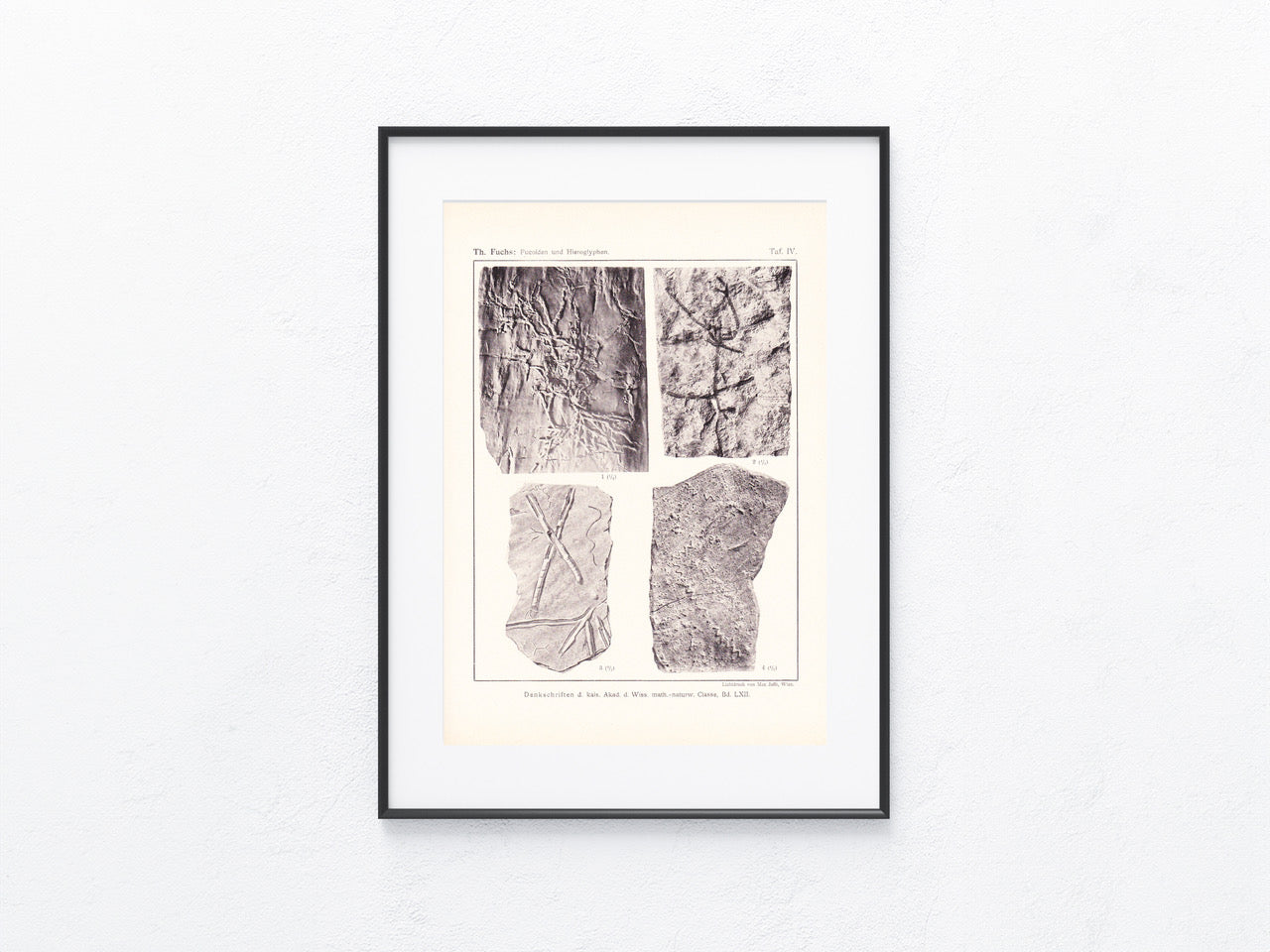 Fossilien 1895