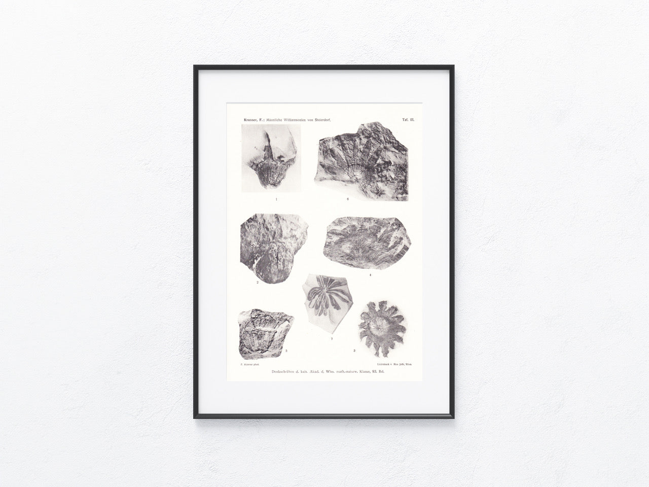 Pflanzen Fossilien 1915