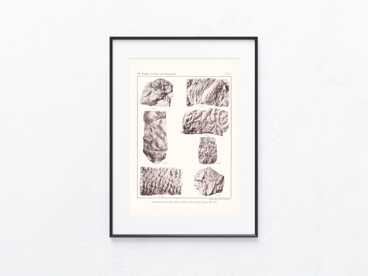 Fossilien 1895
