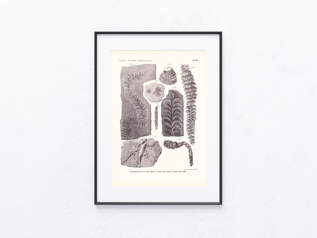 Fossilien 1895
