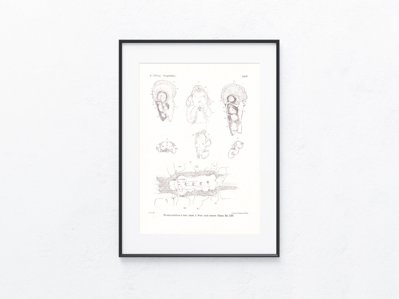 Anatomie Krustentiere 1895