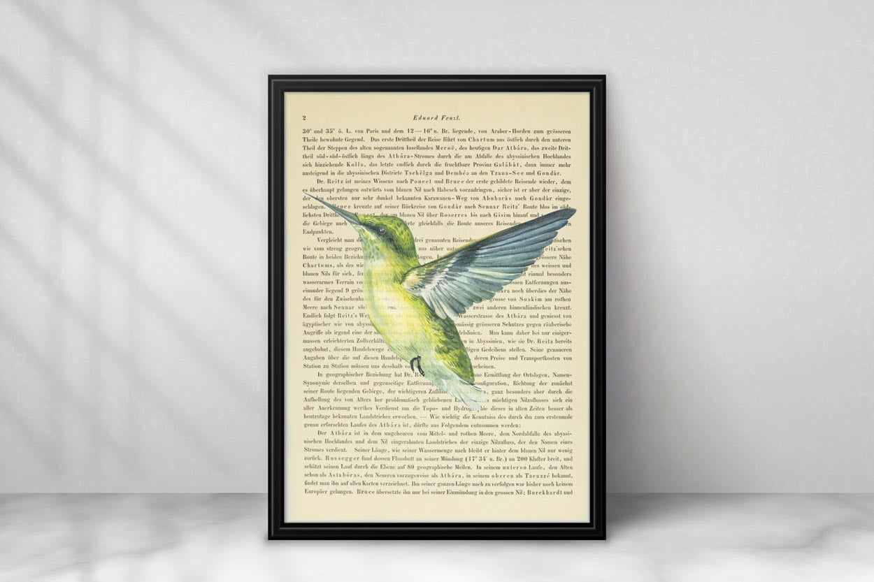 Kolibri