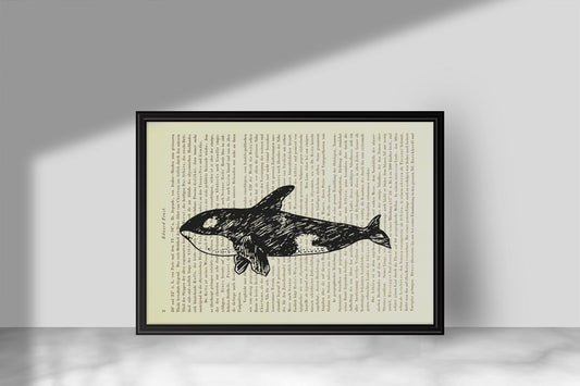 Schwertwal - Orcinus Orca