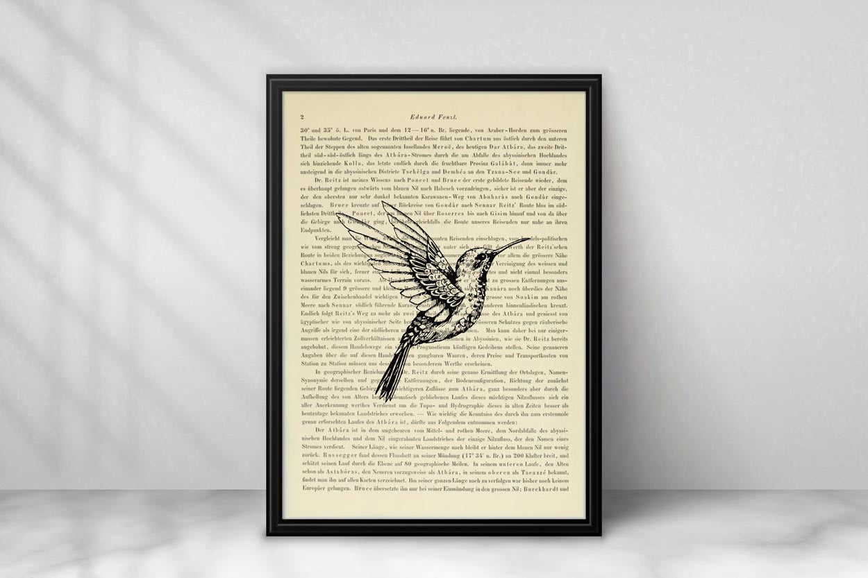Kolibri - Trochilidae