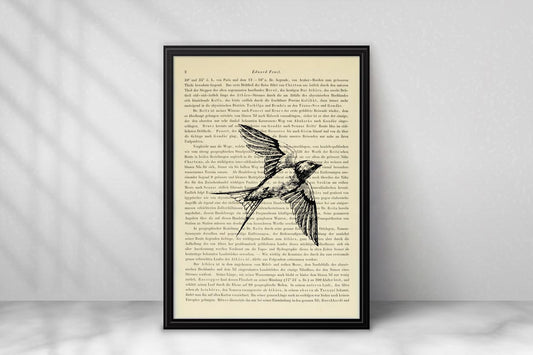 Schwalbe - Hirundinidae