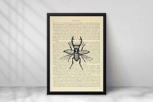 Hirschkäfer - Lucanus cervus