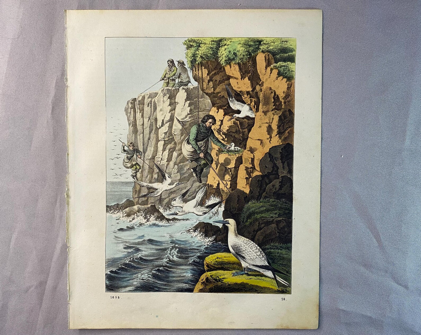 Eiersammler an der Steilküste 1858 Original Farblithografie | Historische Szene | Seevögel Felsen Eier Vogeleier