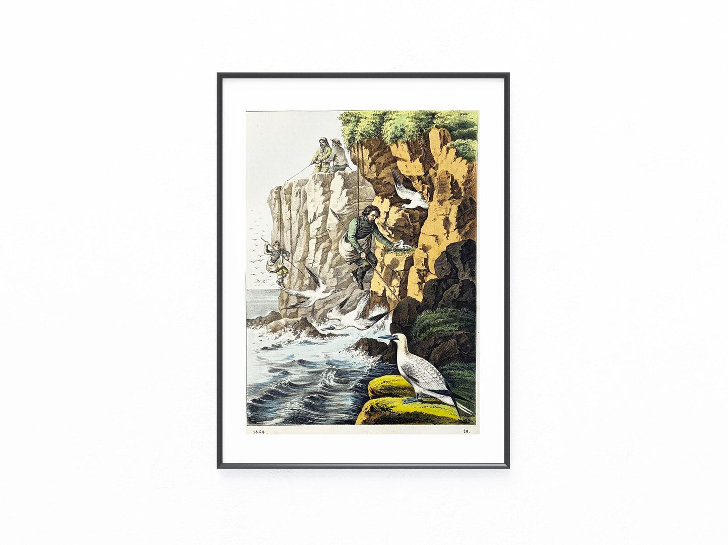 Eiersammler an der Steilküste 1858 Original Farblithografie | Historische Szene | Seevögel Felsen Eier Vogeleier