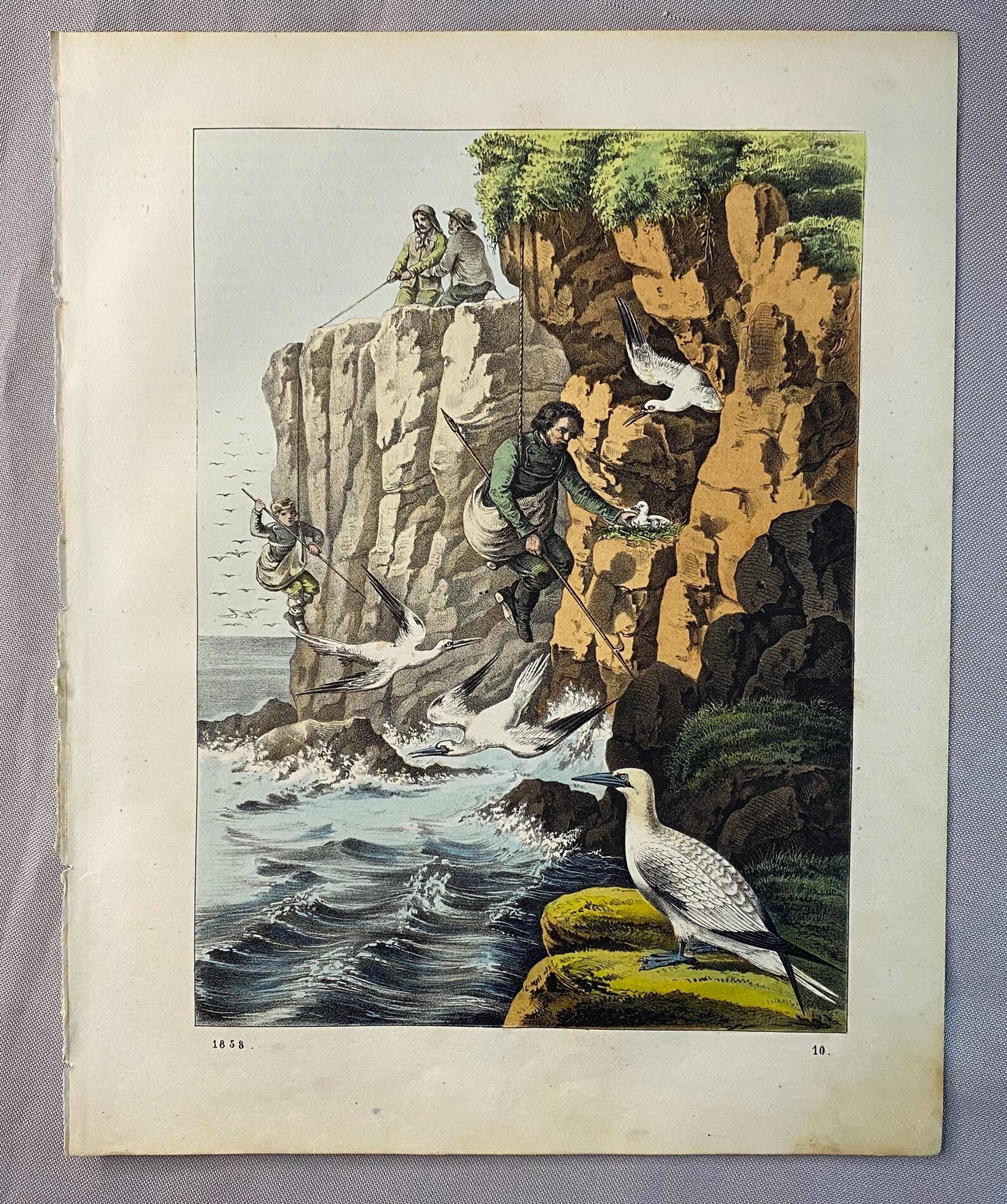 Eiersammler an der Steilküste 1858 Original Farblithografie | Historische Szene | Seevögel Felsen Eier Vogeleier