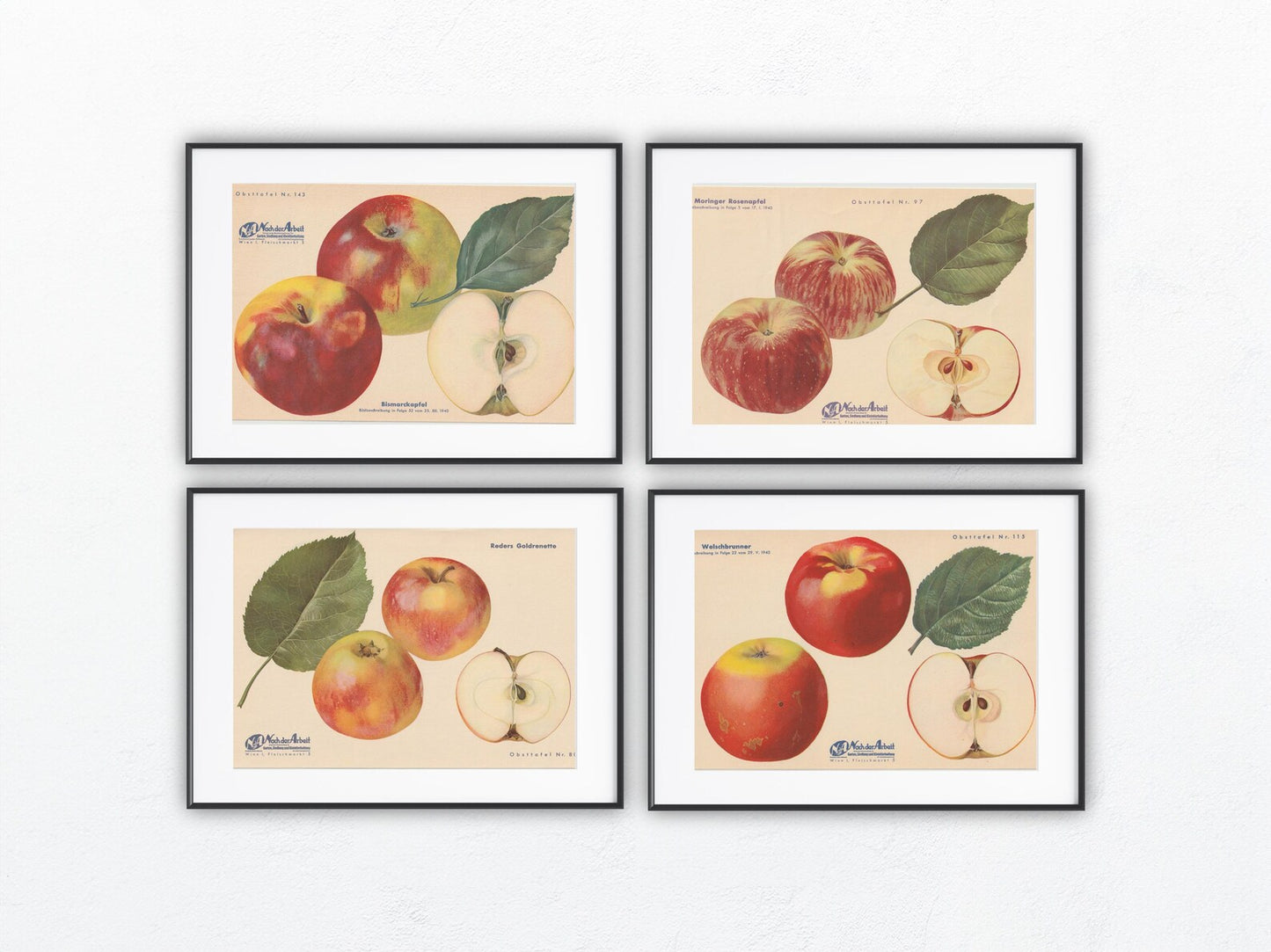 Apfel Vintage 4er Obsttafeln Set original 1940 | Naturkunde Druck Rosenapfel Goldrenette