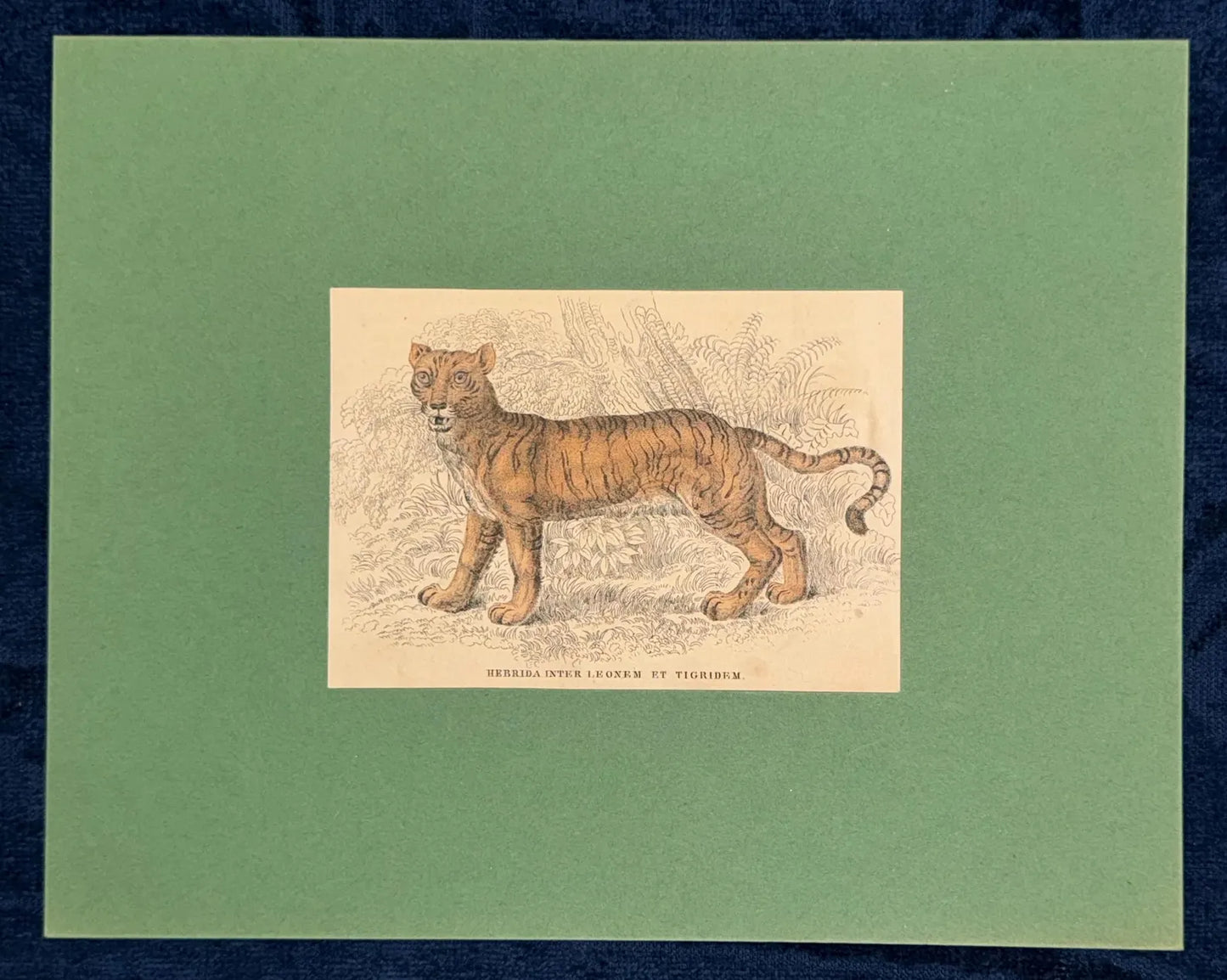 1860 Liger Raubtier Hybride Löwe Tiger | Seltene Original Tierdarstellung Hybrida