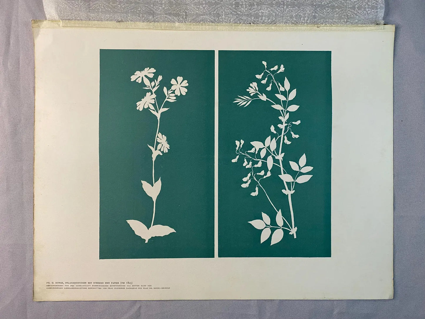 Original Druck Pflanzenstudien 1900 | Historische Naturstudien Botanik
