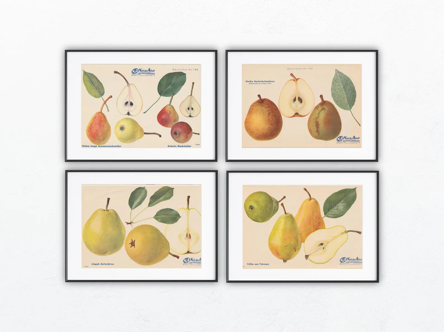 Birne Vintage Obsttafel 4er Set original 1940 | Trévoux Butterbirne Muskateller