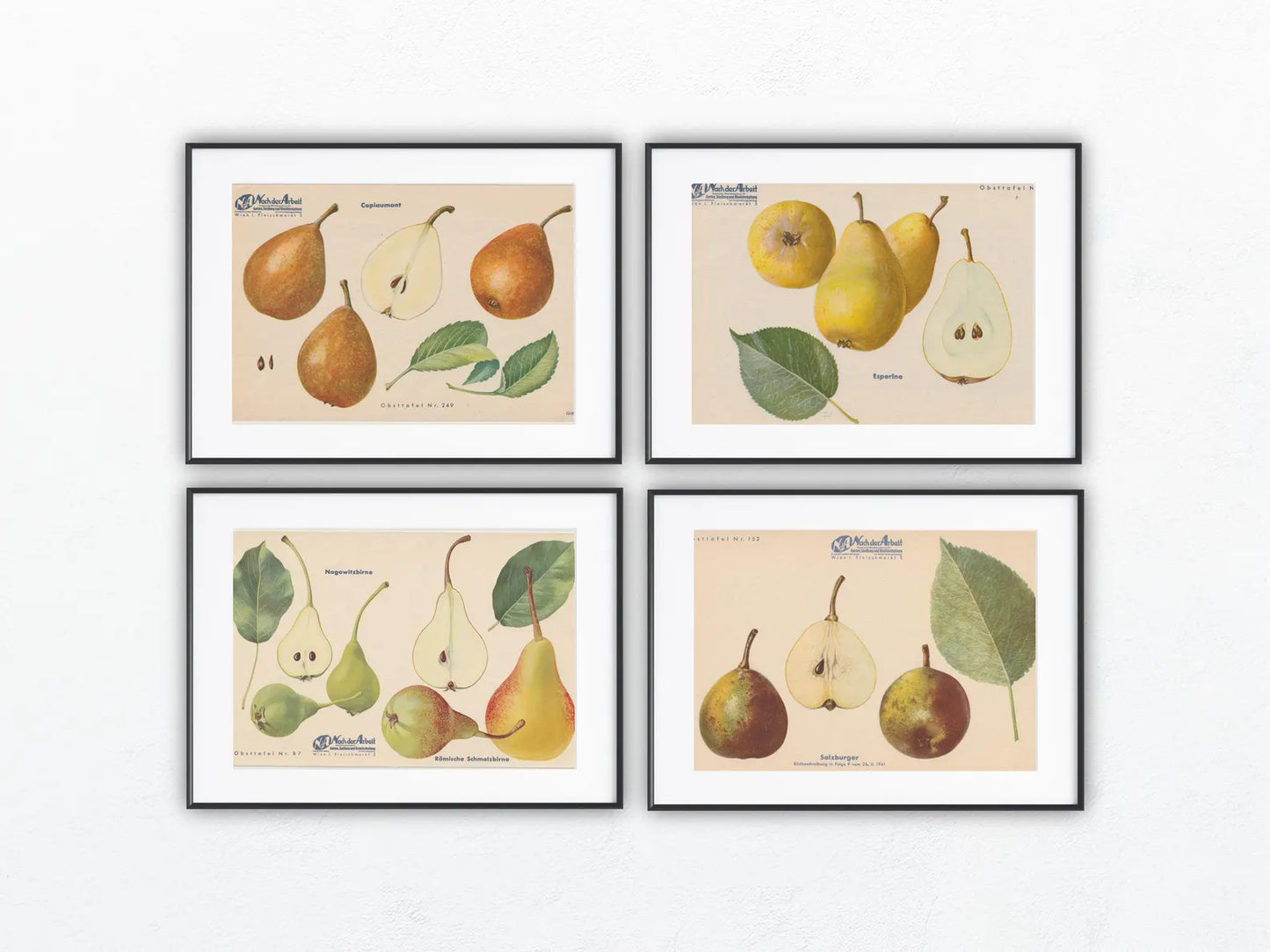 Birnen Vintage Obsttafeln 4er Set 1940 | Nagowitzbirne Capiaumont Schmalzbirne