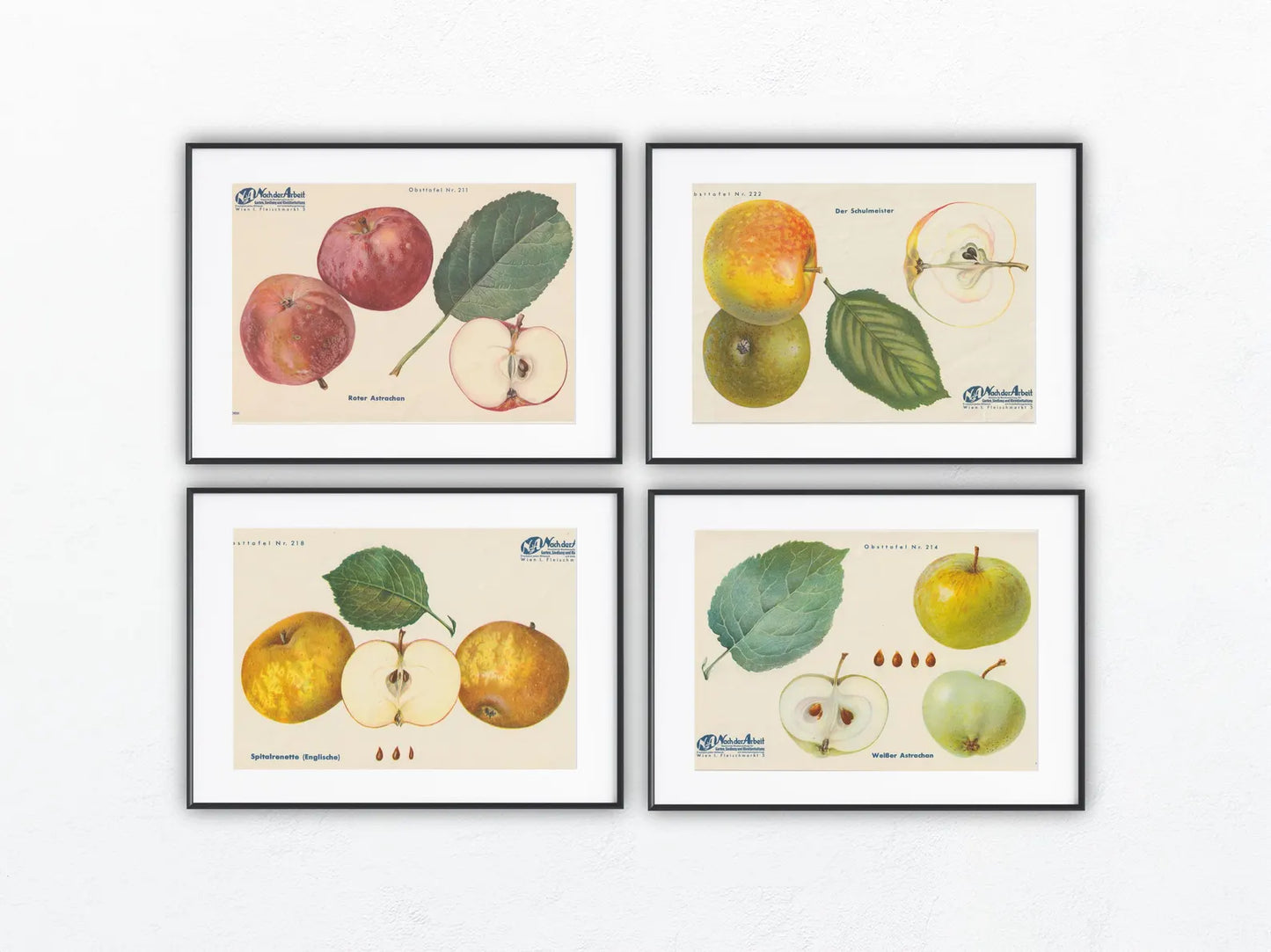 Apfel Vintage 4er-Set Obsttafeln Set 1940 | Früchte Astrachan Schulmeister