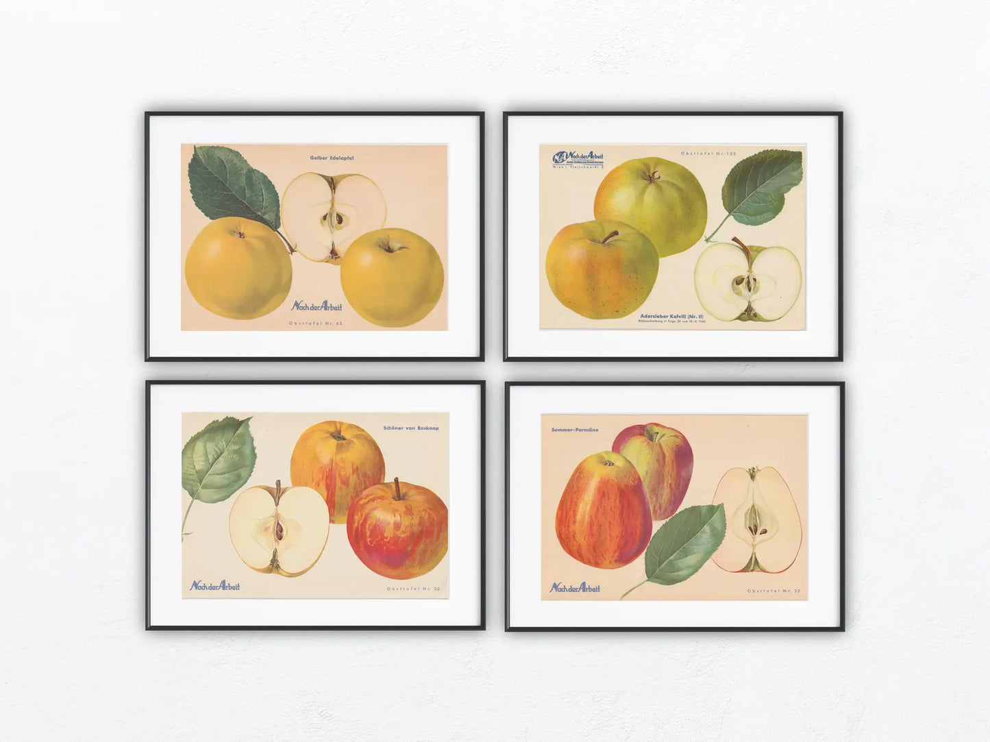 Apfel Vintage Obsttafel Set original 1940er | Boskoop Edelapfel Kalvill