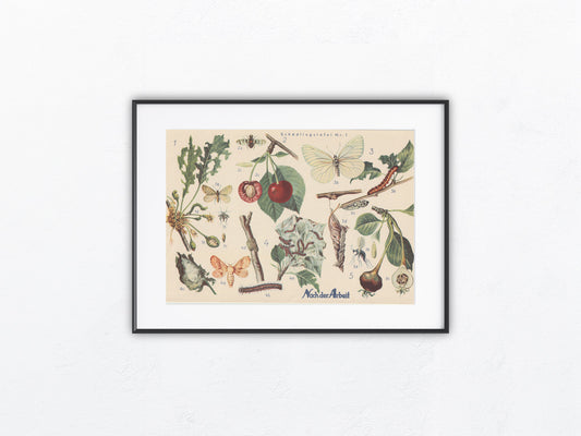Obst Schädlinge Falter Original Druck 1940