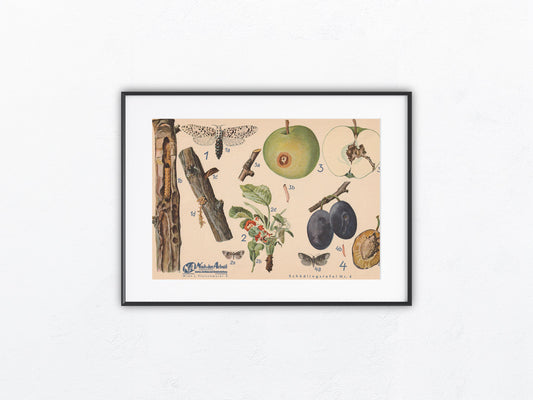 Vintage Obsttafel original 1940 | botanische Illustration