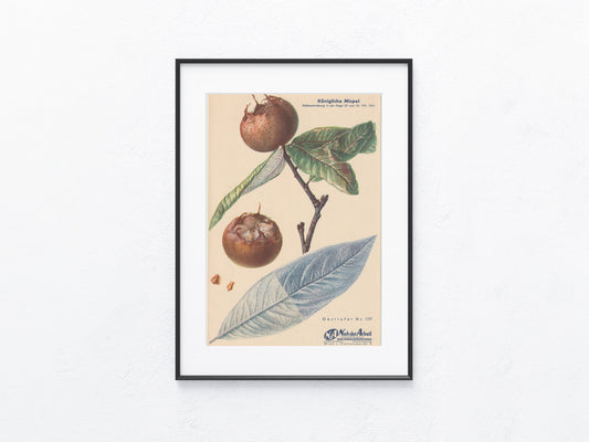 Original Obsttafel Mispel 1941 | Königliche Mispel