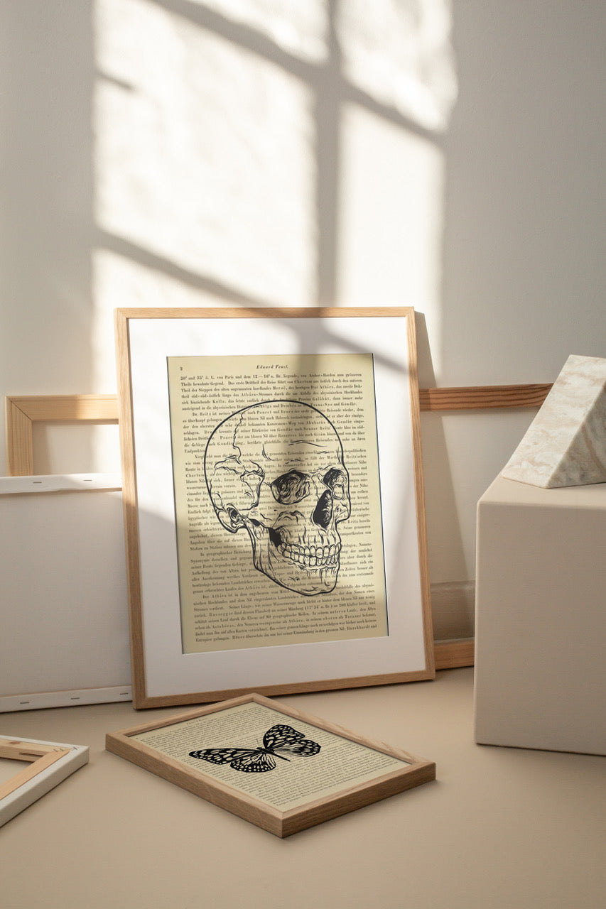 Skull, Denkschrift der Akademie der Wissenschaften in Wien - 3er Kombination