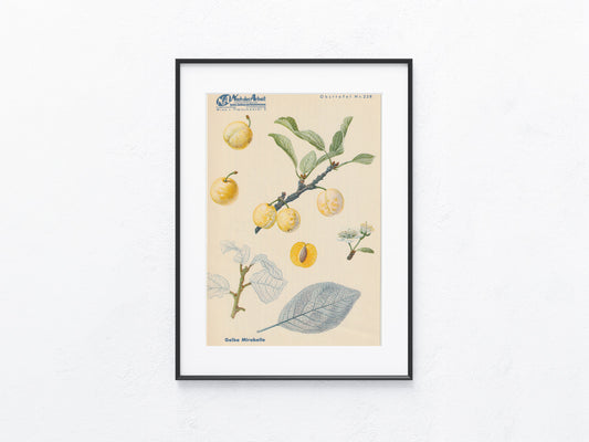 Vintage Obsttafel Gelbe Mirabelle 1940