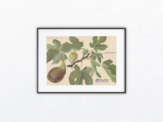 Vintage Obsttafel Feige Ficus carica 1940