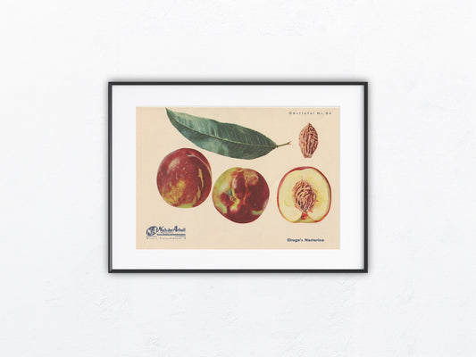 Nektarine Vintage Obsttafel original 1940
