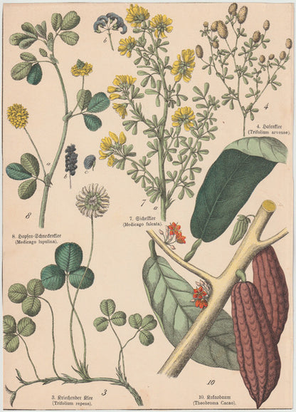 Originaltafel Kakaobaum, Klee & Esparsette 1895
