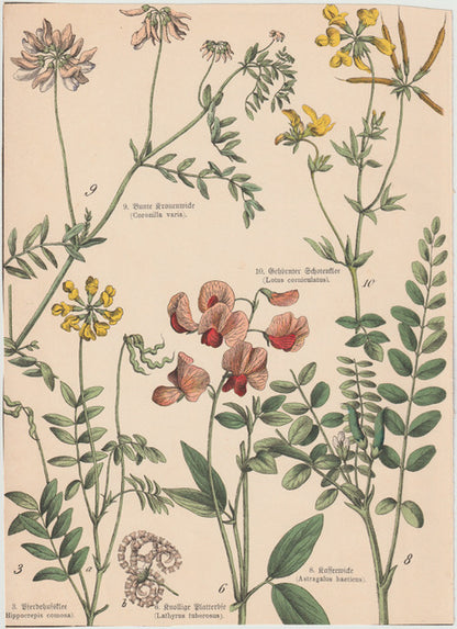 Originaltafel Platterbse, Kronwicke & Kaffeesüße 1895