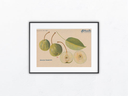 Schweizer Bergamotte Vintage Obsttafel 1940
