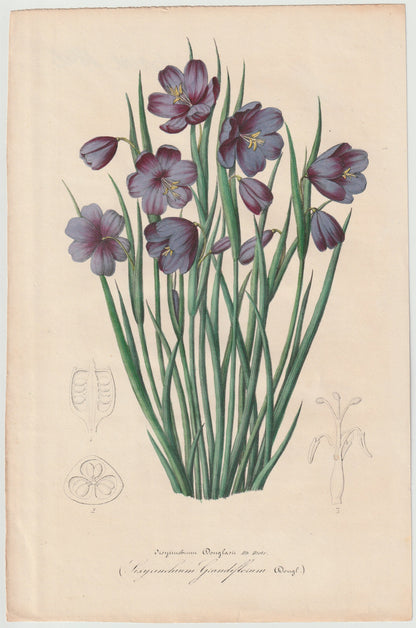 Botanische Lithografie 1846 | kolorierter Originaldruck