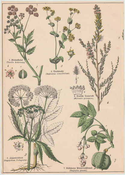 Originaltafel Kälberkropf, Durchwachs & Pimpernussstrauch 1895