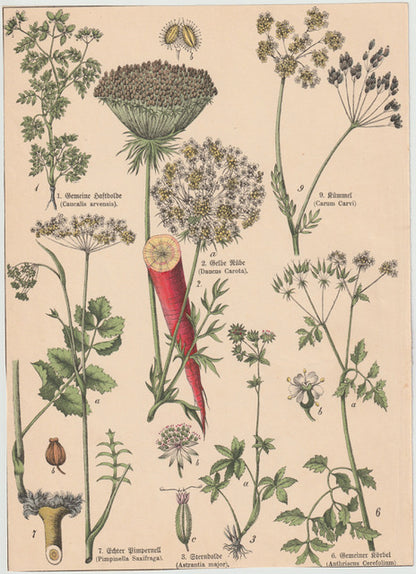 Originaltafel Rübe, Karotte, Kümmel, Sternholde & Pimpernell 1895