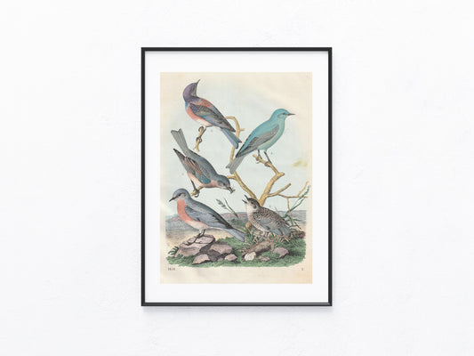 Originaltafel Singvögel Tafel 1856 Vogel Lithografie