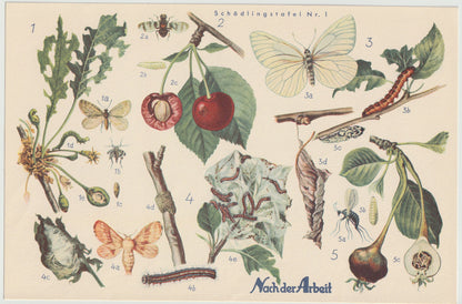 Obst Schädlinge Falter Original Druck 1940