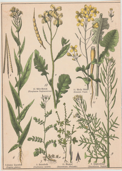 Originaltafel Weiße Rübe, Bitterkresse & Ackersenf 1895