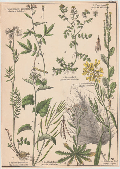 Originaltafel Schwarzsenf, Knoblauchkraut & Brunnenkresse 1895