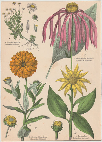Originaltafel Echinacea, Ringelblume & Topinambur 1895