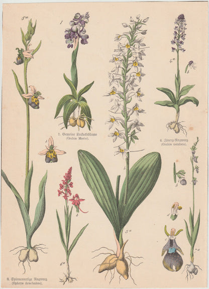 Originaltafel Orchideen Ragwurz Ophrys 1895