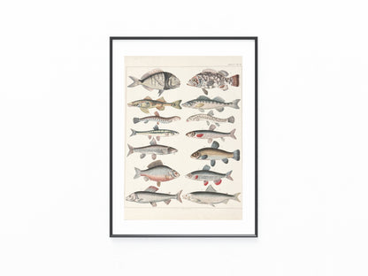Original Tafel Fische 1880 Naturkunde Lithografie