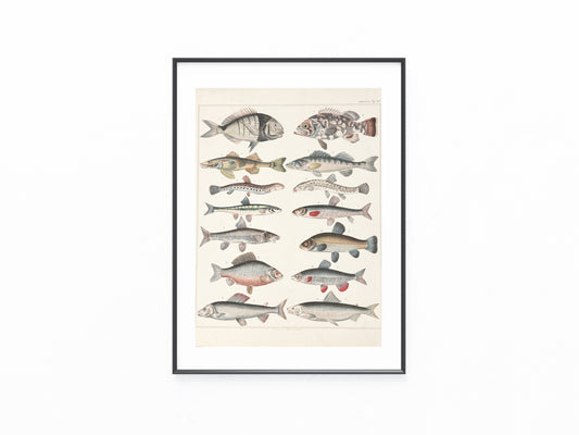 Original Tafel Fische 1880 Naturkunde Lithografie