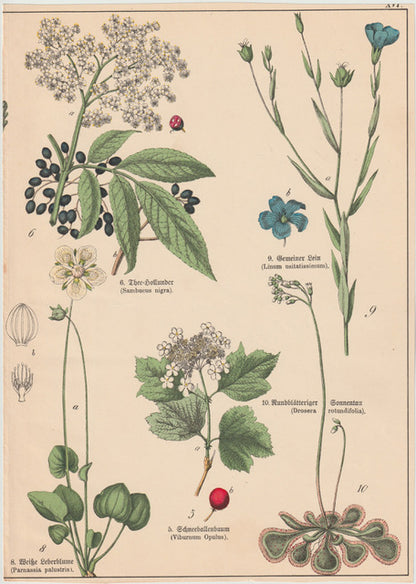 Originaltafel Holunder, Leinsamen, Sonnentau 1895