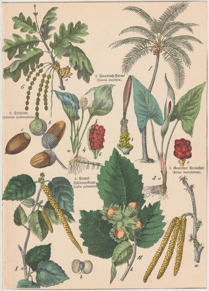 Originaltafel Dattelpalme, Kokosnuss, Hasel & Pfeffer 1895